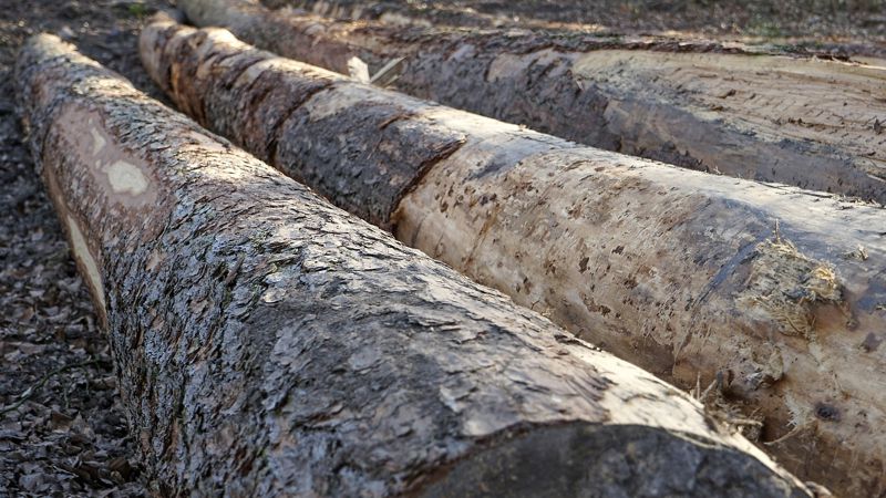 спиленные деревья В Алматы вырубили многолетние деревья ради возведения ЖК