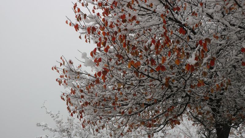 снег на деревьях в СКО
