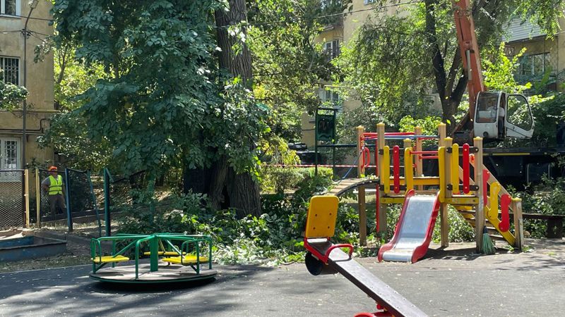 старые деревья, вырубка