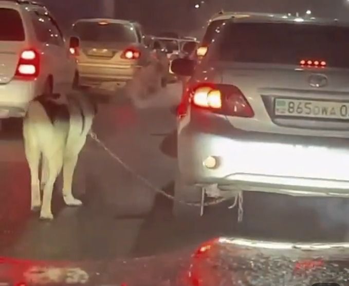 житель Алматы выгуливал собаку в уличной пробке