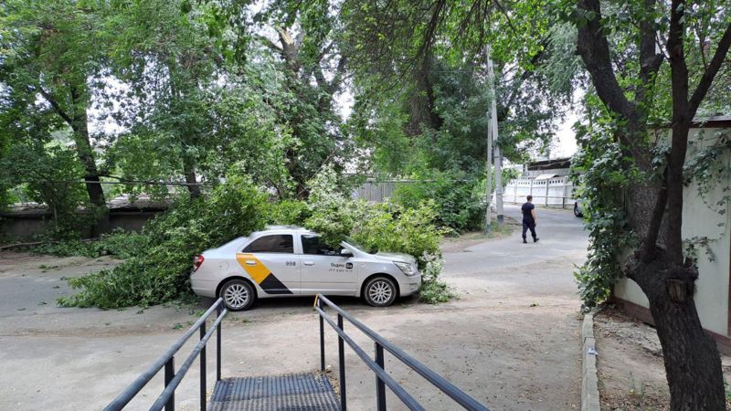Упавшее дерево едва не убило двух человек в Алматы, фото - Новости Zakon.kz от 20.07.2023 13:59