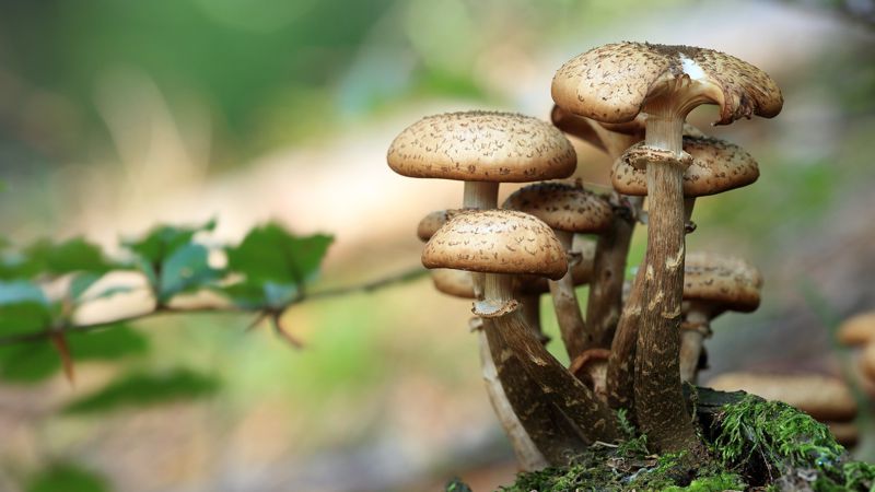 Граждане могут собирать грибы, орехи ягоды бесплатно в пределах установленных норм
