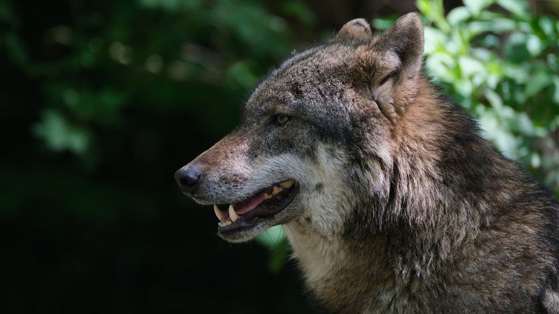 В зоопарке Шымкента родилась красная волчица 