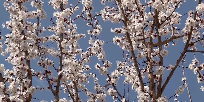 Шымкентте өрік ағашы гүлдеп жатыр өрік ағашы