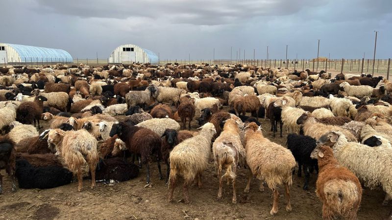 Лошади на ферме в Тургайских степях, дала камп, Костанайская область, Казахстан, фермер Жанибек Кенжебаев