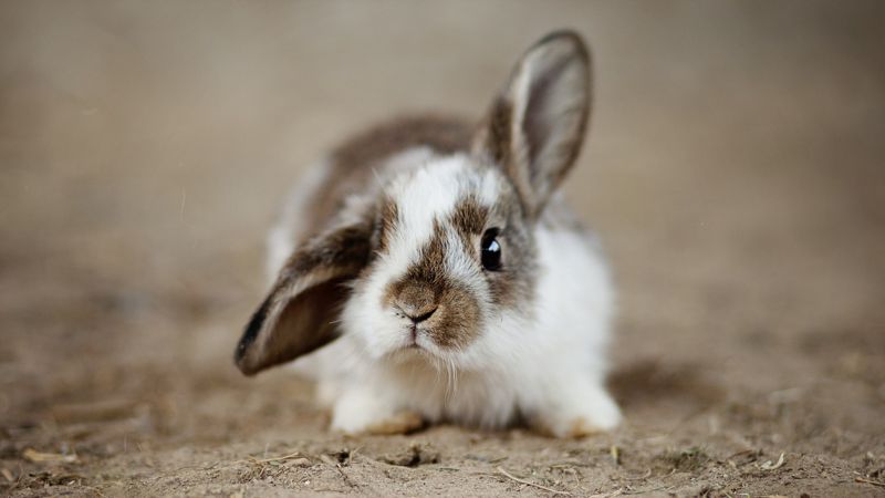 В США найденного на улице кролика взяли на работу в полицию
