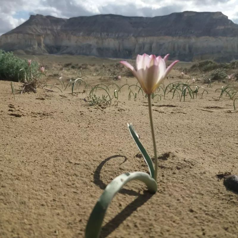 Редкие тюльпаны зацвели в пустыне Мангистау