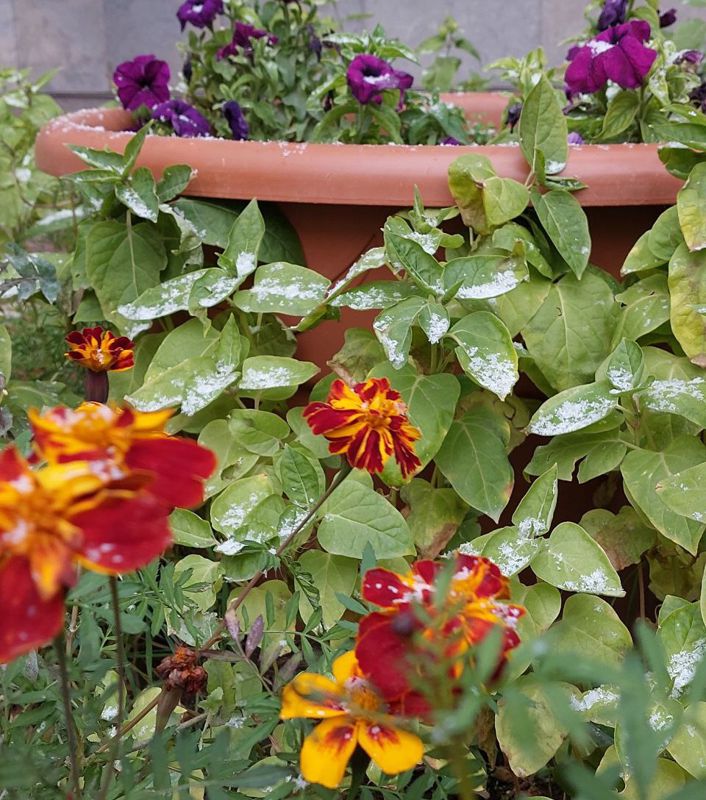 Астанаға қар жауды