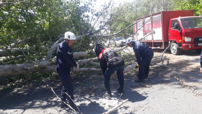 О последствиях сильного ветра в Шымкенте рассказали в ДЧС
