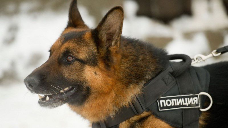 Сколько собак служат в казахстанской полиции