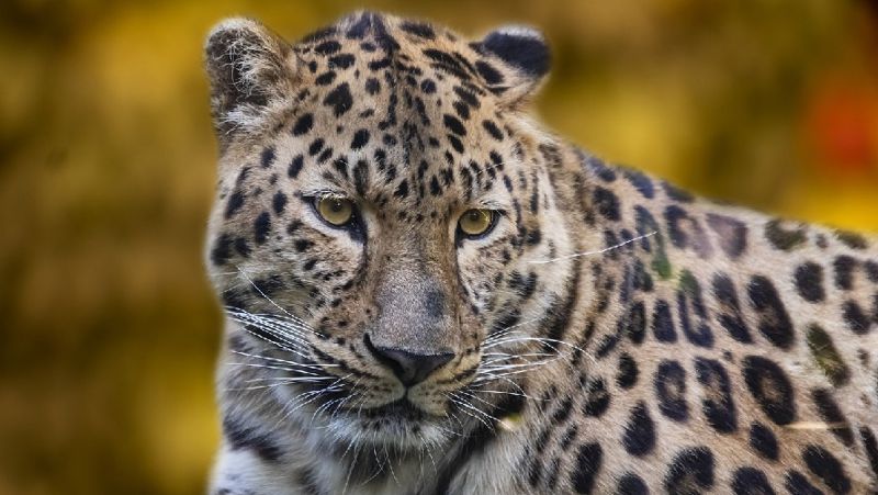 леопард перечень животных, запрещенных к содержанию в домах