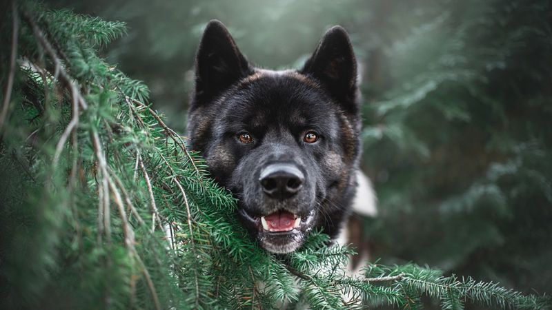 собака В книгу рекордов Гиннеса занесли самую долгоживущую собаку