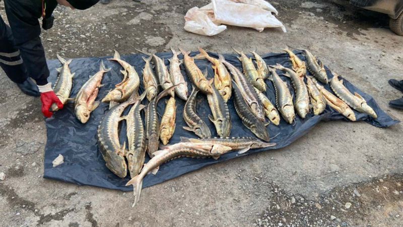 Осетр, полицейские Изъятие рыбы у браконьера, Атырау