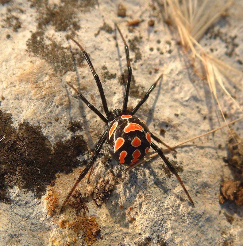 вид каракурта Latrodectus tredecimguttatus female