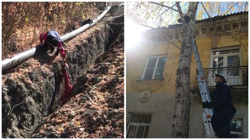 Спасатели Восточного Казахстана извлекли из ямы троих щенков и сняли с дерева кота