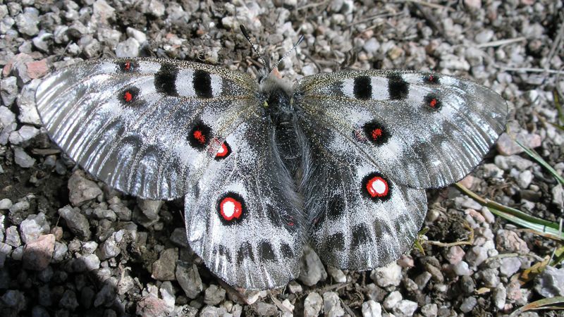 Самка аполлона arnassius apollo, снято в Заилийском Алатау, пик Кумбель