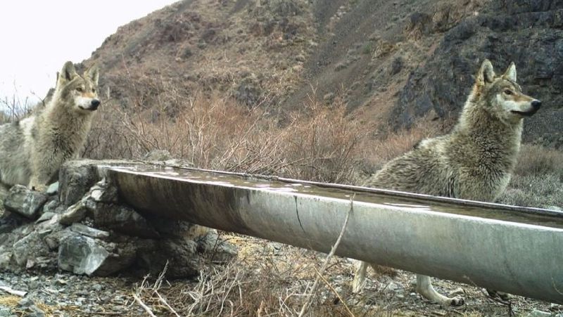 волки в горах фотоловушки, нацпарк