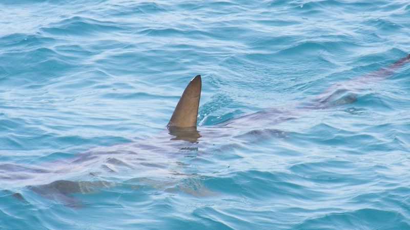 Бразилияда 10 мыңға жуық акула заңсыз ауланған 