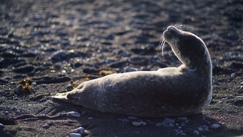 массовая гибель тюленей