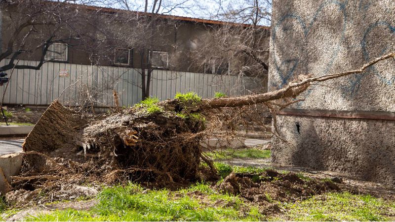 бүлінген ағаш бүлінген ағаш