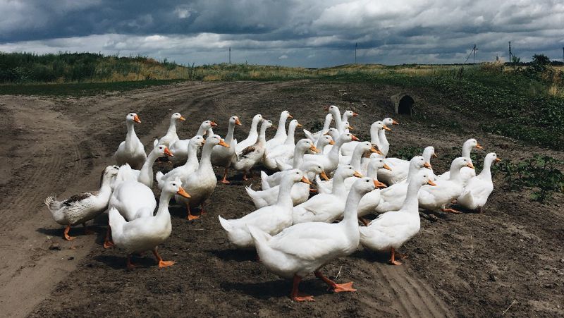 гуси, народные приметы, Никита-Гусятник приметы, народные приметы, советы