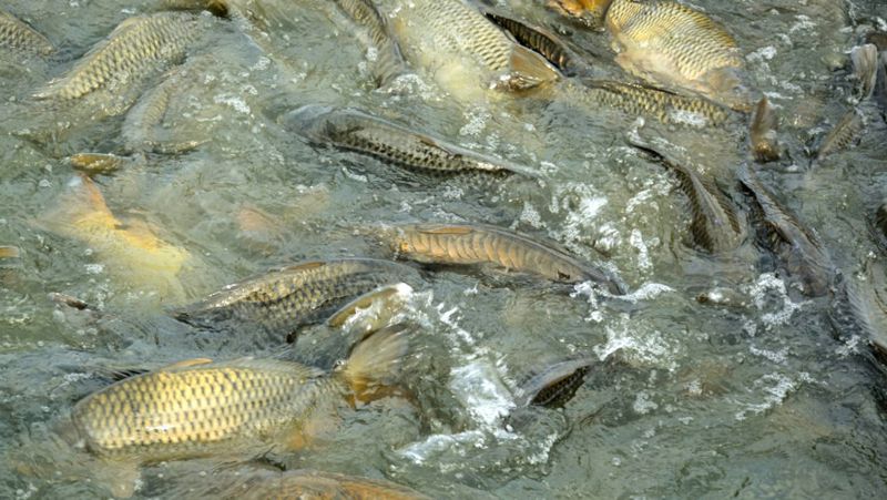 Массовую гибель рыбы на Каспии прокомментировали в министерстве экологии РК
