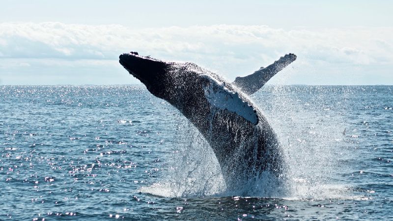 кит екі әйелді жұтып қойды