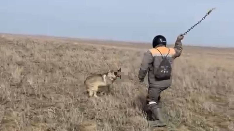 Забил цепью волка: в Актюбинской области начато досудебное расследование