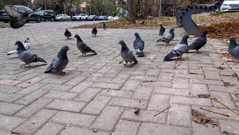 отзыв о телефоне