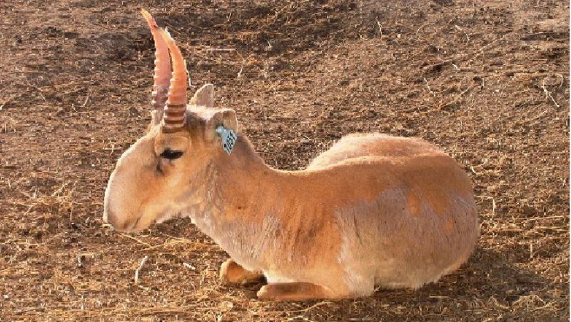 Киік Киік, ҚР Экология министрлігі