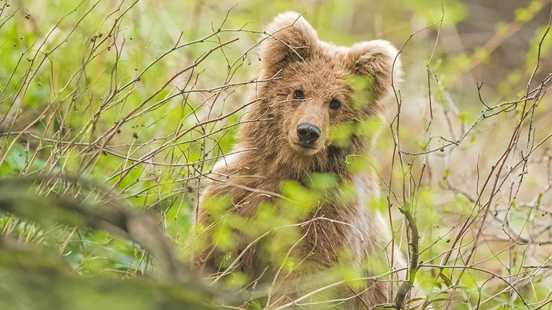 Нос к носу с медведицей: редкие животные Казахстана в объективе зоолога 