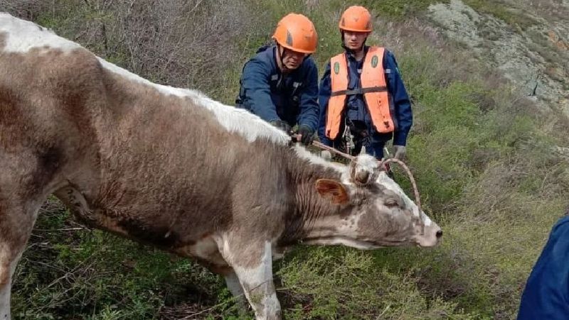 Спасатели и корова Заблудилась на горе