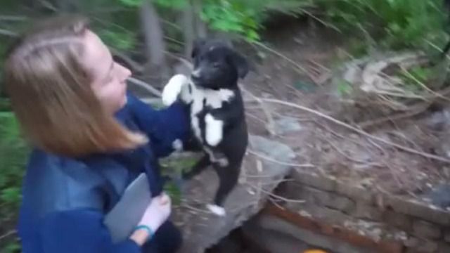 спасли щенка упавшего в колодец В Усть-Каменогорске ДЧС-ники спасли щенка упавшего в колодец