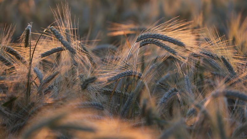 В Казахстане ограничили ввоз пшеницы