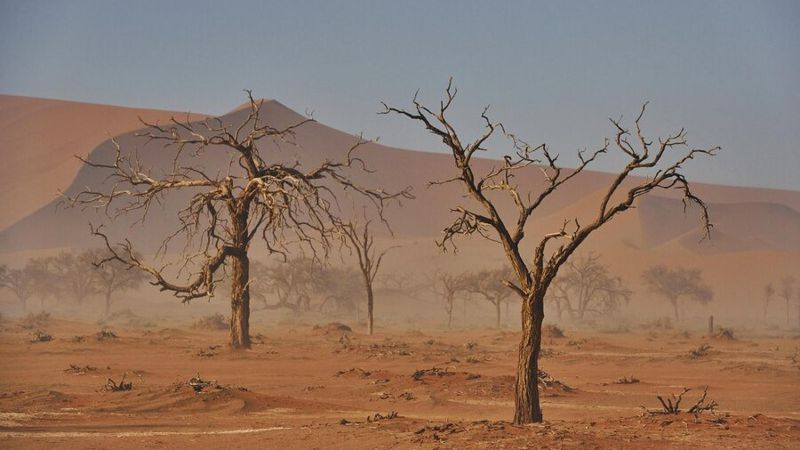 ЮНИСЕФ: Засуха стала причиной 43 тыс. смертей в Сомали в 2022 году