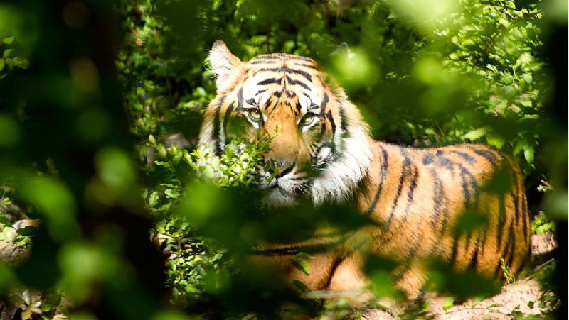 восстановление популяции тигра