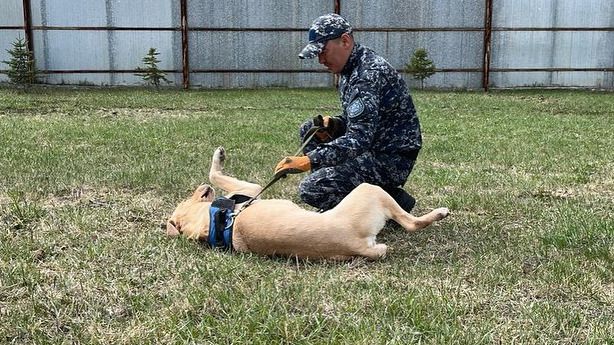 Служебный пес помог найти тайник с наркотиками в Абайской области 