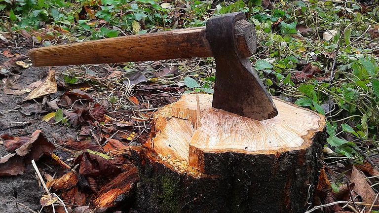В Шымкенте массово гибнут деревья
