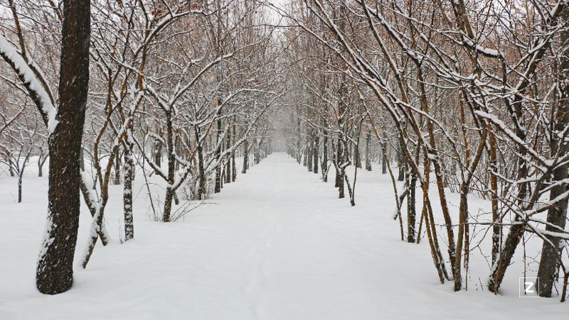 зима, деревья 