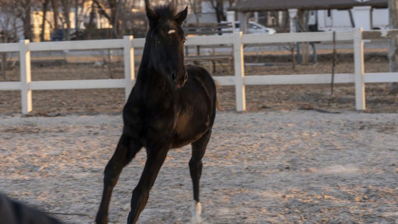В Китае клонировали первого коня для скачек
