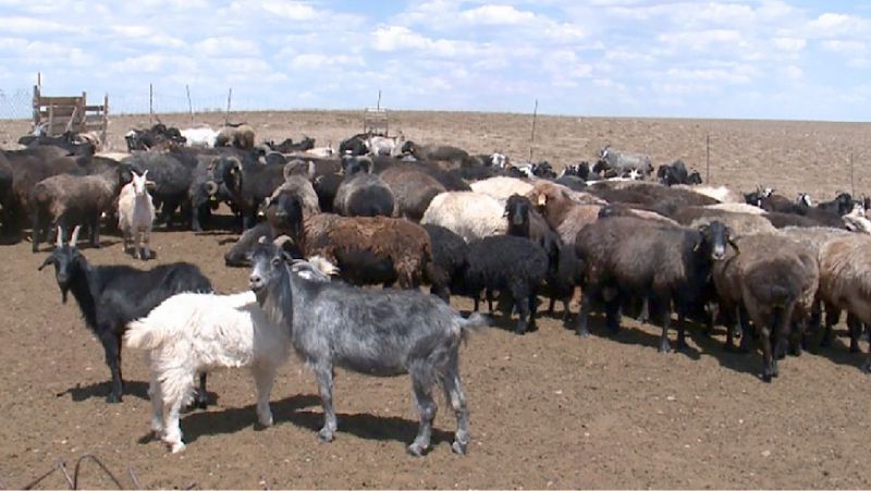 в Казахстане вводится запрет на вывоз скота