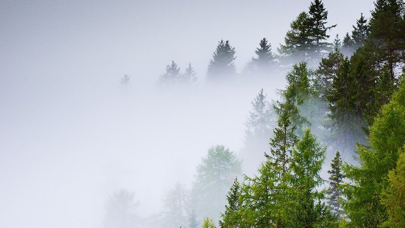 Орман Орман алқабы, қауіпсіздік, жануарлар дүниесі