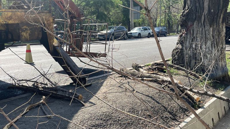 старые деревья, вырубка