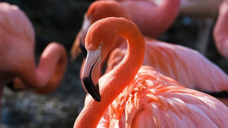 Қоқиқаз Қоқиқаздар Қаракөлге мерзімінен бұрын оралды