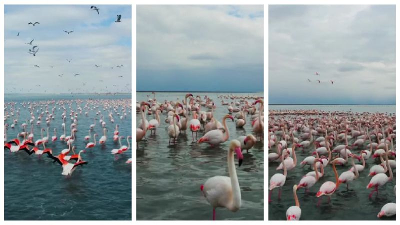 "Осенний транзит": фламинго вновь засняли в Мангистау