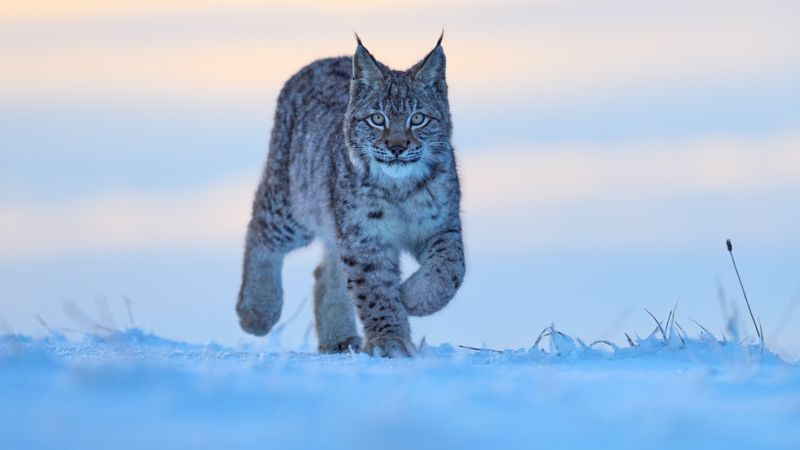 Сілеусін lynx