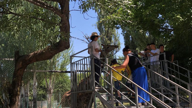 Как переносят жару животные в зоопарке Алматы 