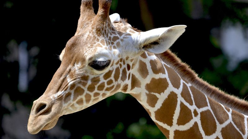 Жираф из Казахстана умер в зоопарке Узбекистана из-за аномальных морозов 