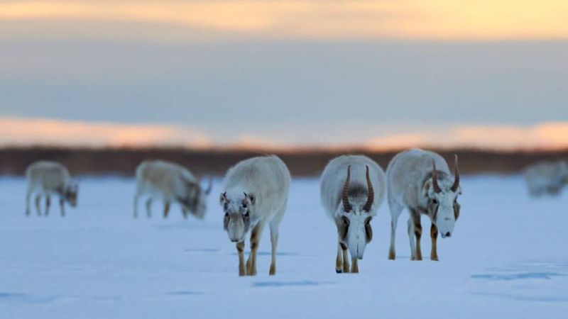 сайгаки животные