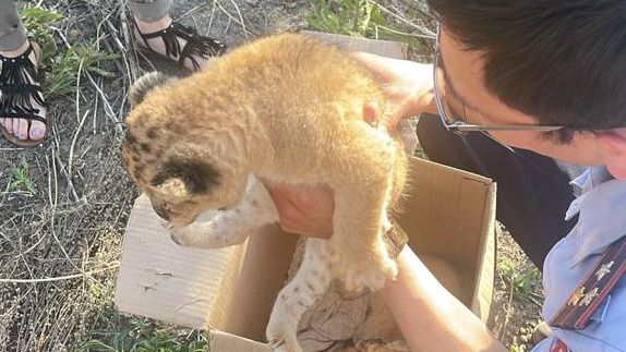 Львят из карагандинского зоопарка пытались продать 6 млн тенге